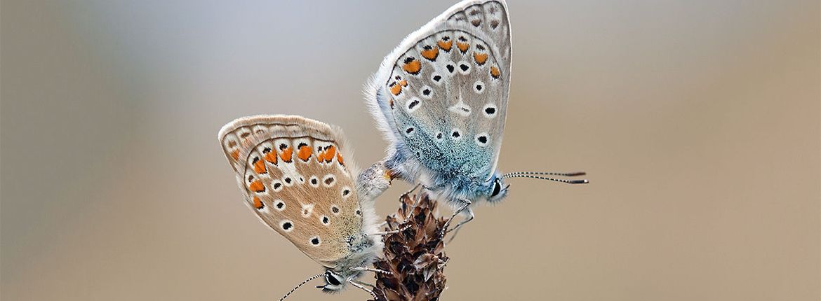 Icarusblauwtje / Jouke Altenburg