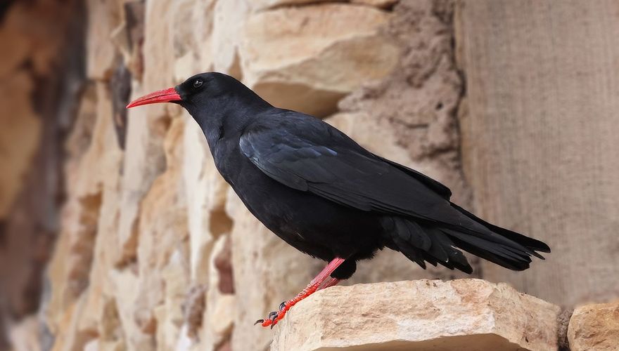 Alpenkraai / Ruwan Aluvihare