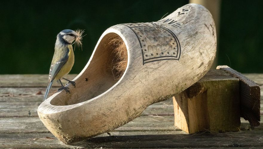 Pimpelmees nestmateriaal / Benny Zijl - Fotogalerij