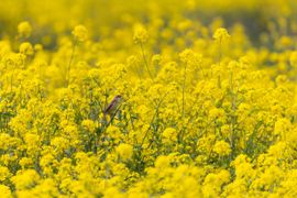 Zingende rietgors tussen het koolzaad