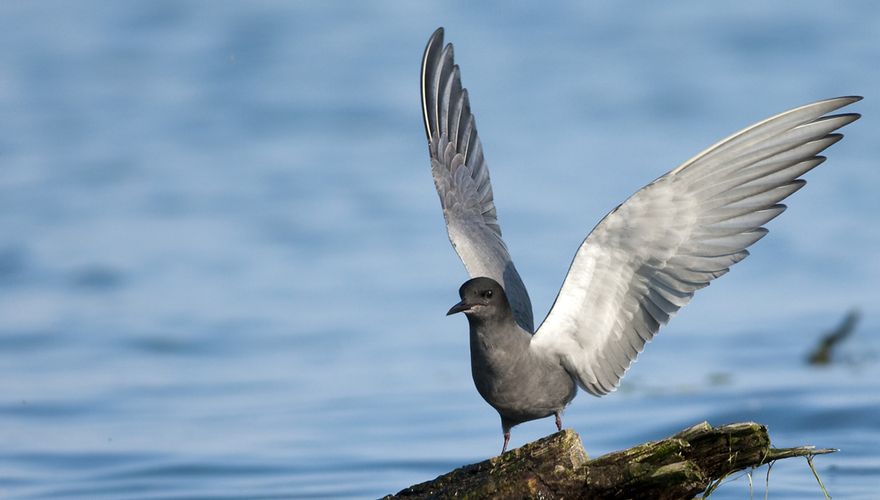 Zwarte stern / Shutterstock