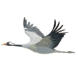 Kraanvogel / Elwin van der Kolk