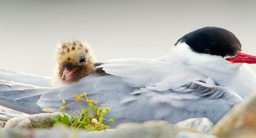 Noordse stern / Buiten-Beeld - Melvin Redeker