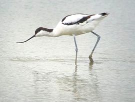 Kluut