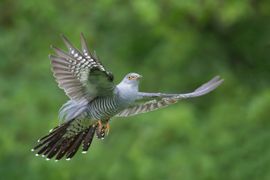 Paradijsvogel der lage landen