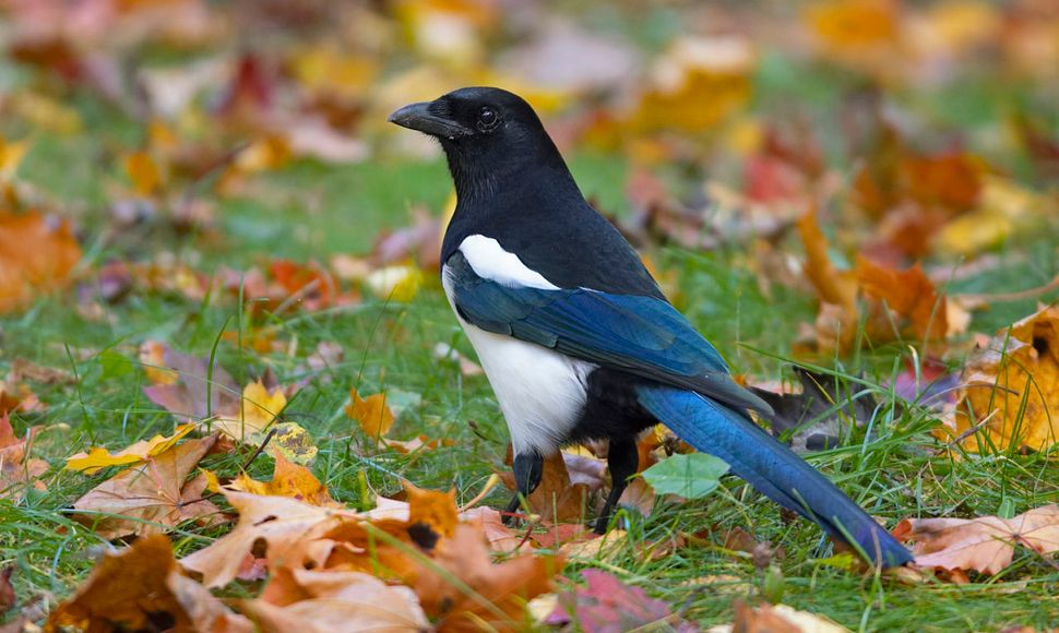 Doelwit herwinnen Bekritiseren Ekster | Vogelbescherming