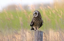 Velduil kijkt in het rond