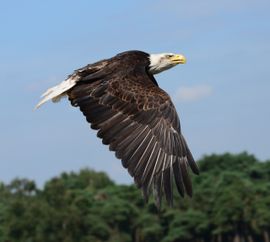De vlucht van de Zeearend