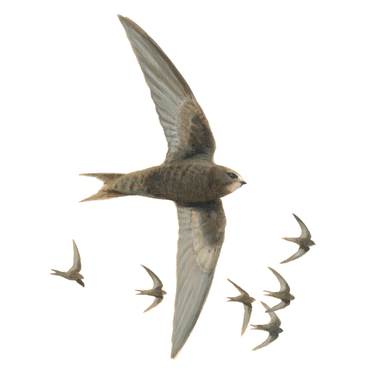 Gierzwaluw / Elwin van der Kolk