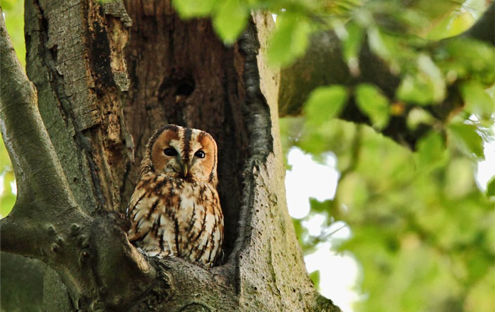 Bosuilen Nu Overal Te Horen Vogelbescherming