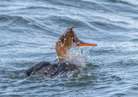 Net terug van 'Down under'......