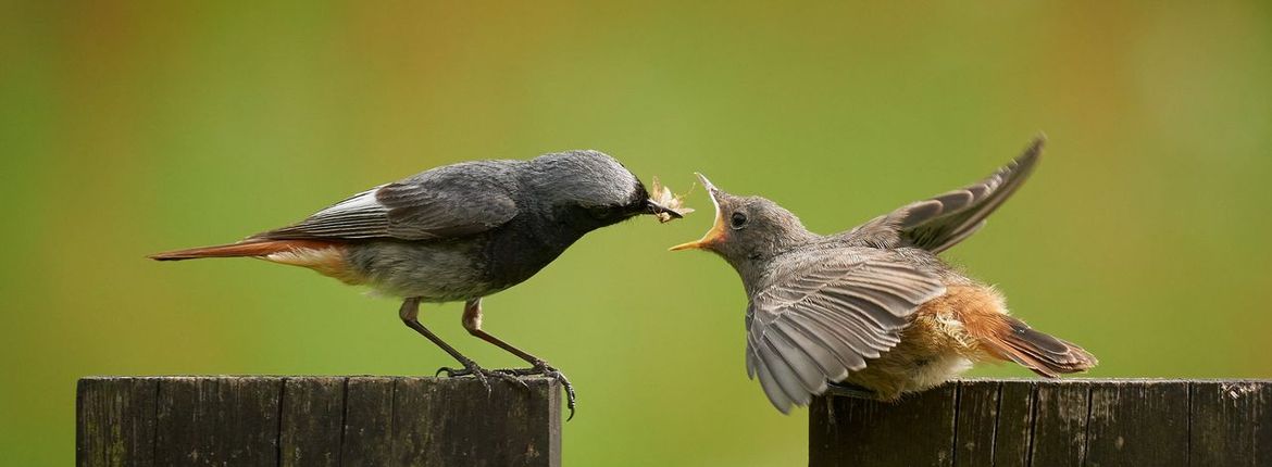 Zwarte roodstaart / Shutterstock