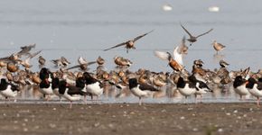 Waddenzee / AGAMI Marc Guyt