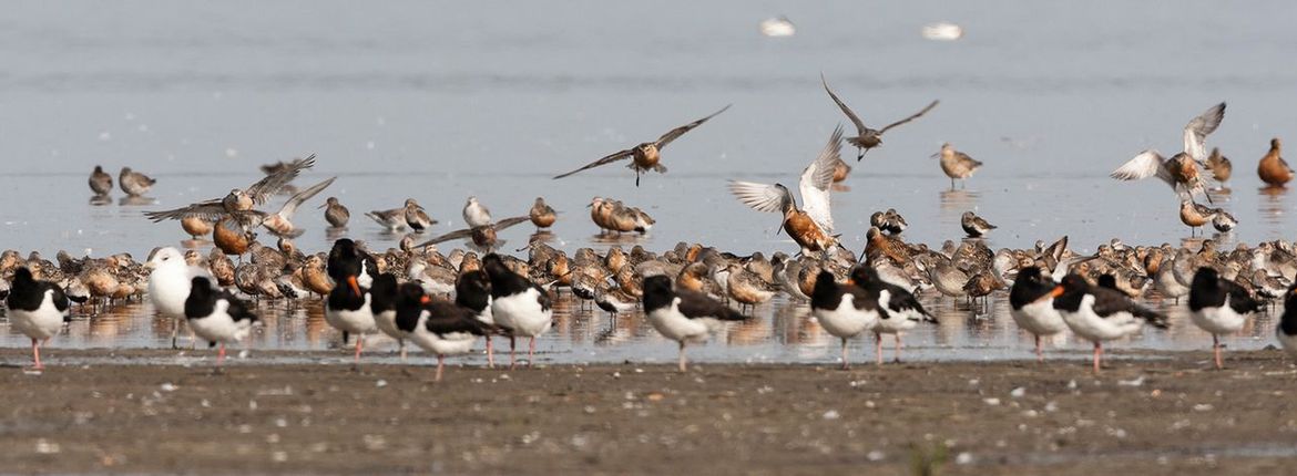 Waddenzee / AGAMI Marc Guyt