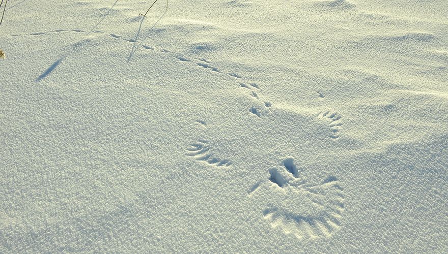 Sporen ekster in sneeuw / Shutterstock