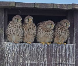 Torenvalk jongen in nestkast / Pia Zomer - Fotogalerij