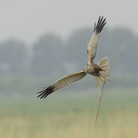 Bruine Kiekendief