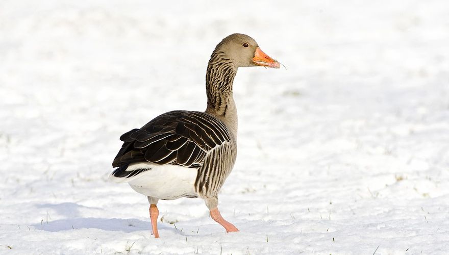 Grauwe gans / Marc Guyt AGAMI