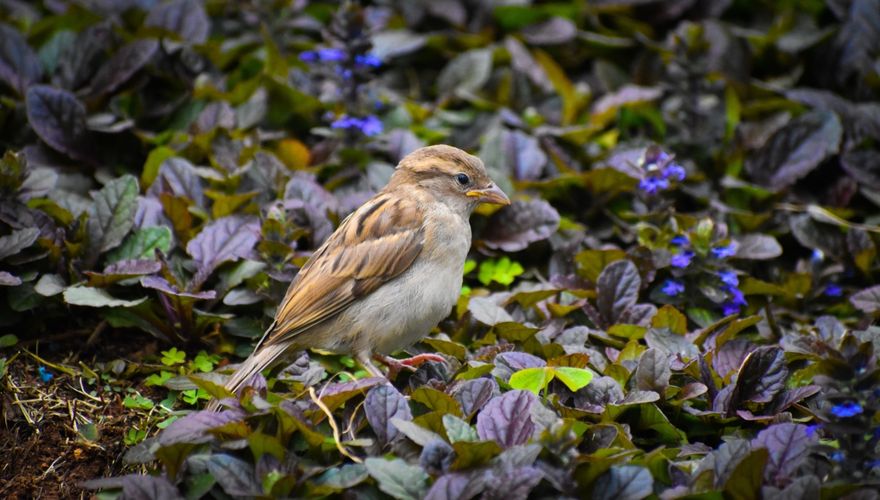 Huismus zenegroen tuin / Shutterstock