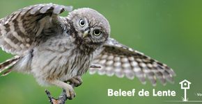 Beleef de lente - Steenuil / NiS