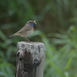 Blauwborst