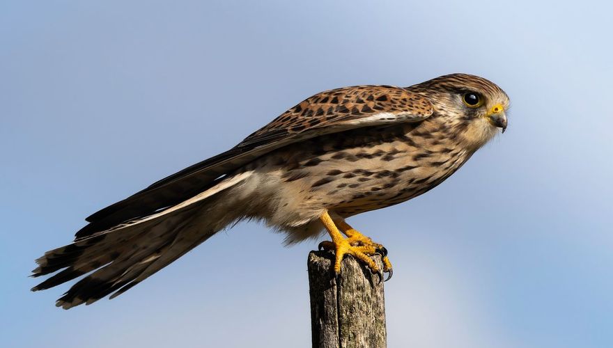 Buizerd / Piet Hein Schuijff 