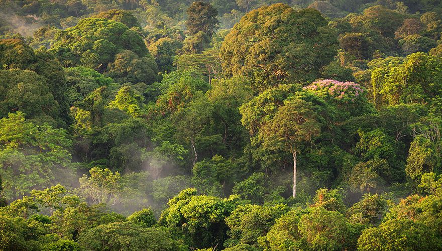 Forest Canopy Costa Rica