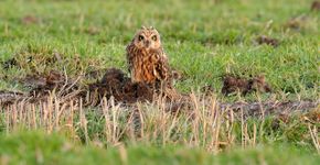 Velduil / Jelle de Jong