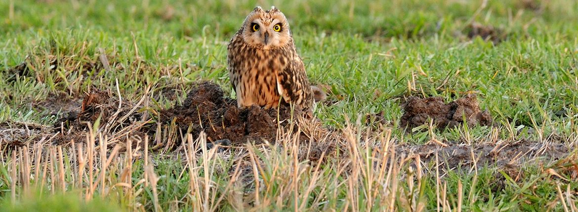Velduil / Jelle de Jong