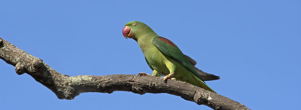 Grote alexanderparkiet / Shutterstock