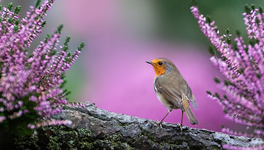 Roodborst / Shutterstock