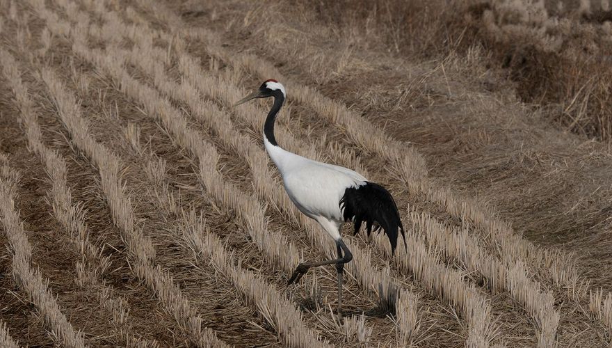 Grus japonensis / Victor Heijke