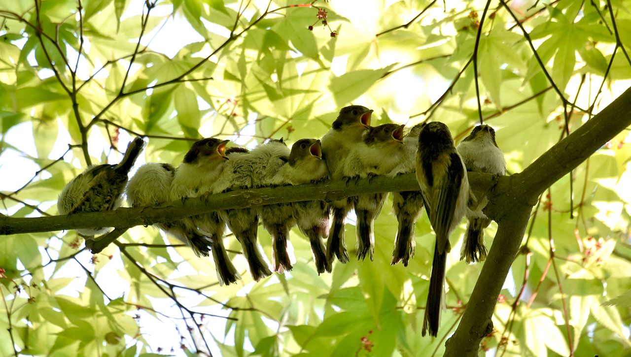 Vier manieren om jongen groot te krijgen Vogelbescherming