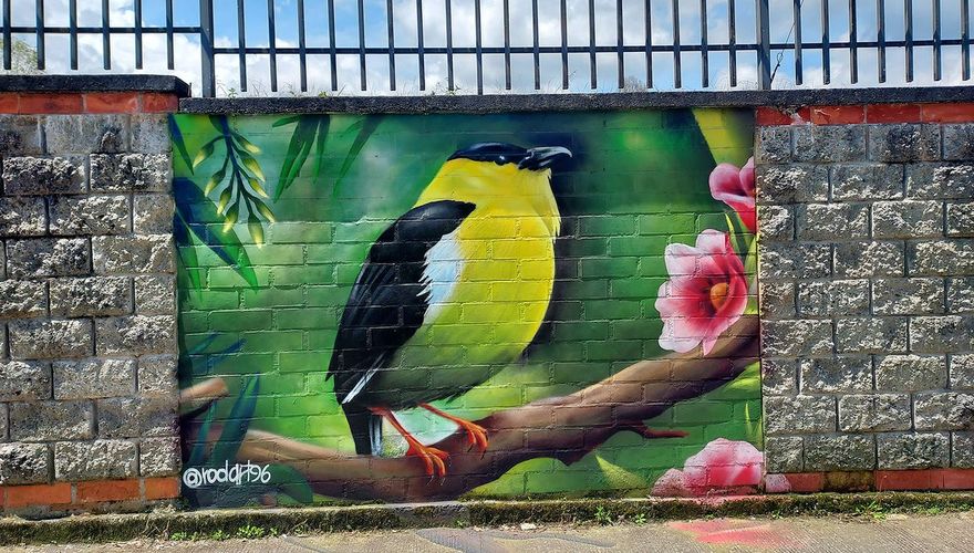 Goudkraagmanakin streetart / Koen de Geus