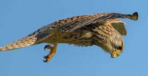 Torenvalk / Jan Jongejan, Vogelfotogalerij