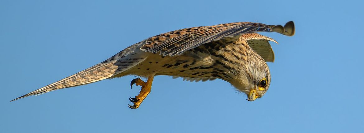 Torenvalk / Jan Jongejan, Vogelfotogalerij