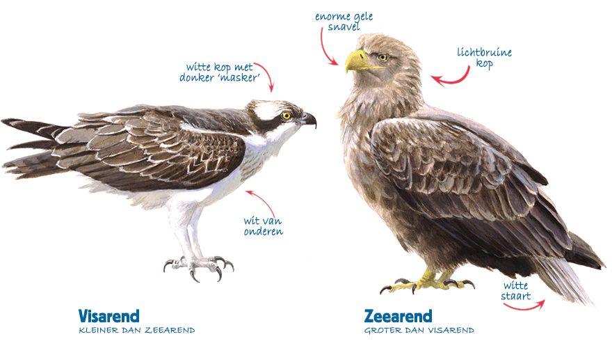 Infographic visarend - zeearend