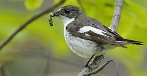 Bonte vliegenvanger / Shutterstock