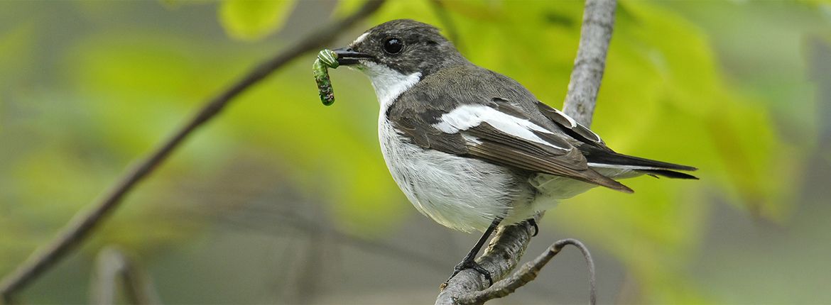 Bonte vliegenvanger / Shutterstock