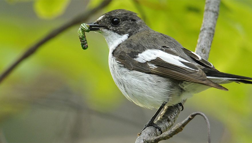 Bonte vliegenvanger / Shutterstock