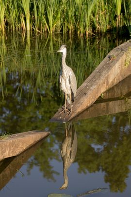 jongel blauwe reiger in zonnelicht