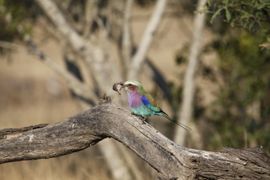 Kleurige vorkstaartscharrelaar met kikker