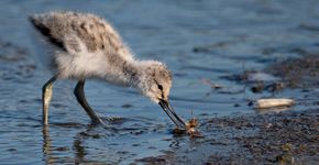 Kluut / Bert Bokkers, Fotogalerij