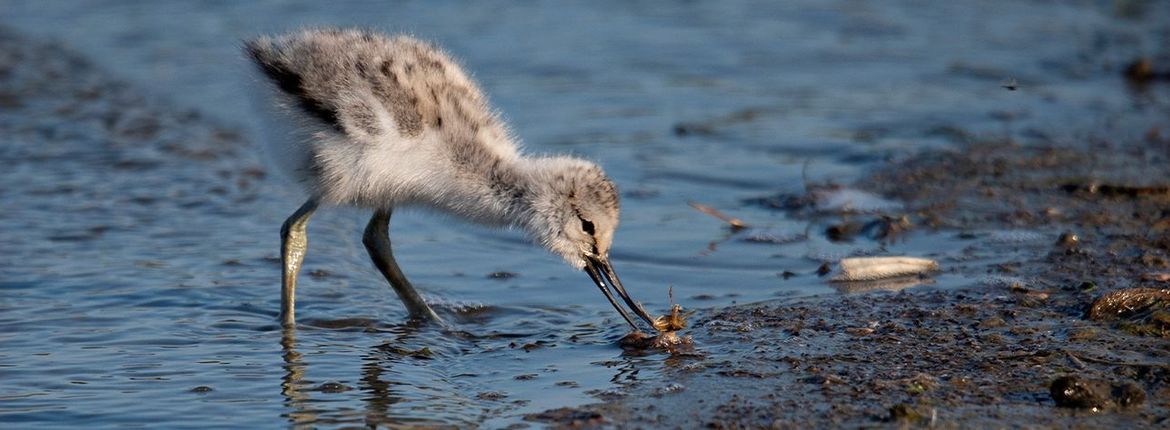 Kluut / Bert Bokkers, Fotogalerij