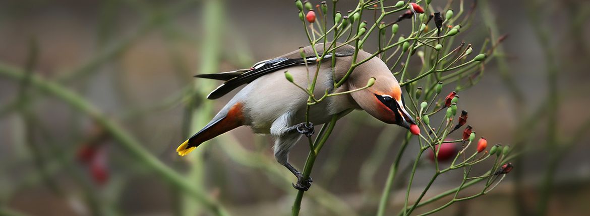 Pestvogel / Ruwan Aluvihare