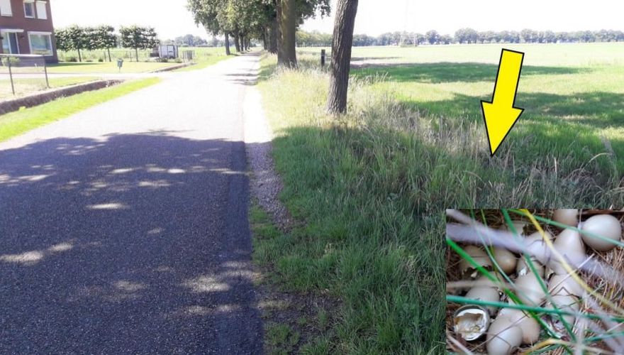In deze wegberm zat goed verscholen een patrijs te broeden. De 21 eieren kwamen uit op 14 juni / Willem Maris