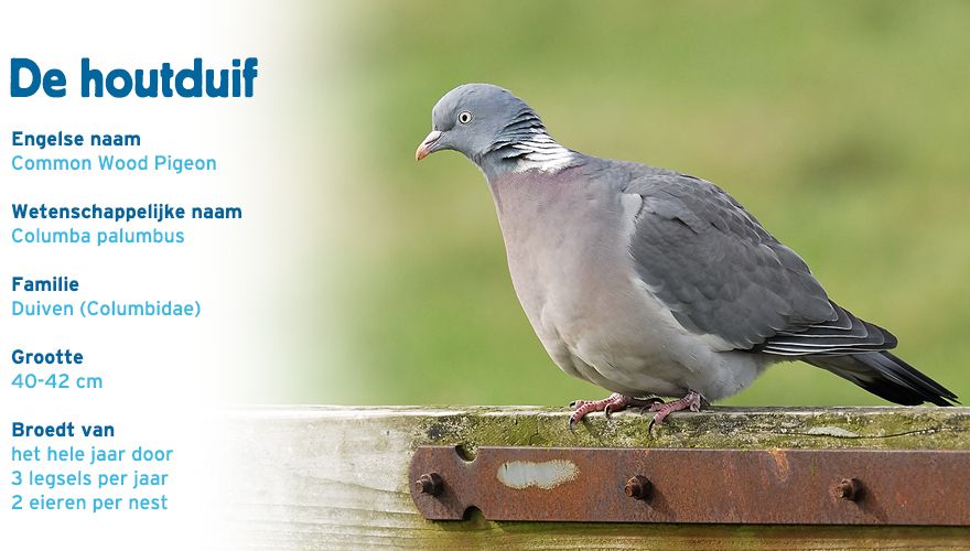 Houtduif paspoort tuinvogelcursus