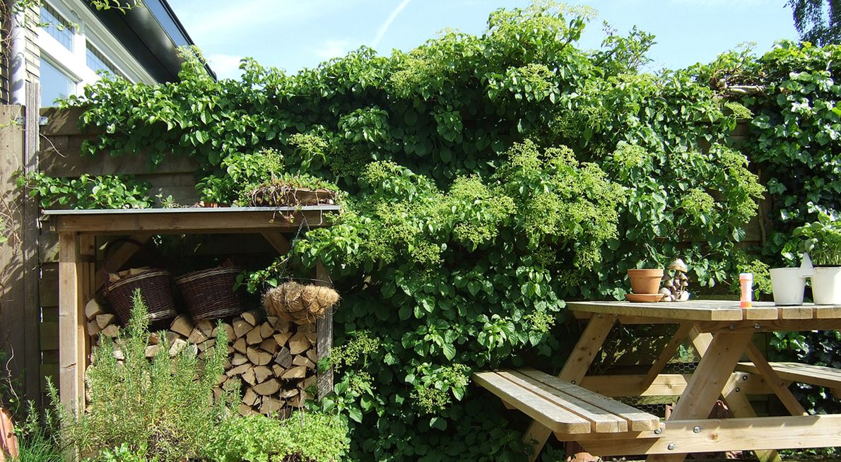 Klimhortensia in tuin / Jeanet van Zoelen