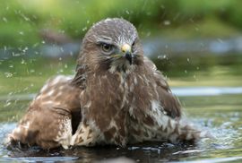 Badderende buizerd