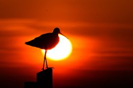 Grutto bij ondergaande zon